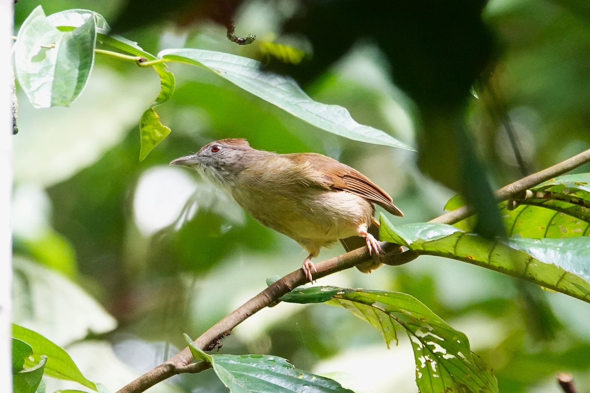 Gray-cheeked Bulbul - ML637061566