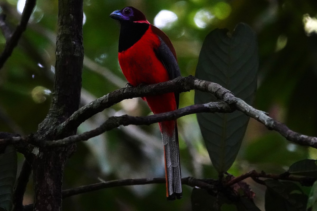 Diard's Trogon - ML637061757
