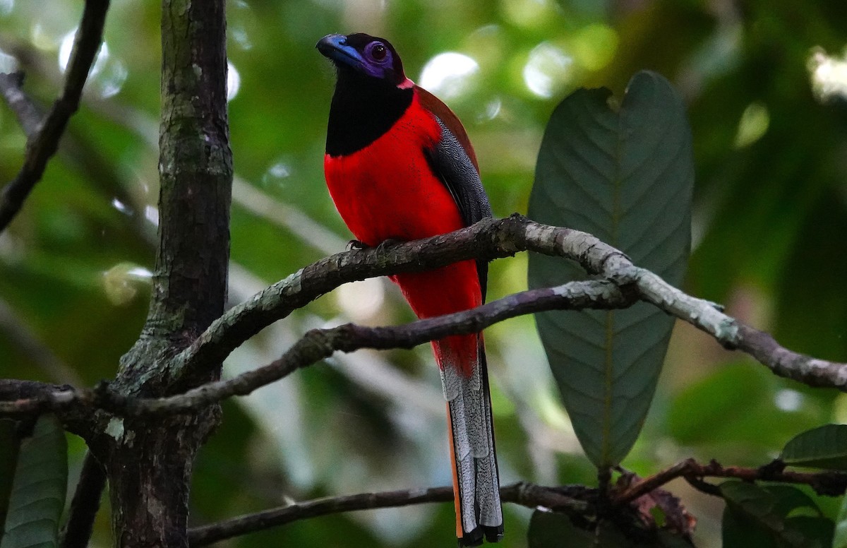 Diard's Trogon - ML637061758