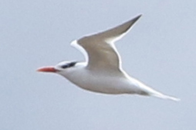 Royal Tern - J. Simón Tagtachian