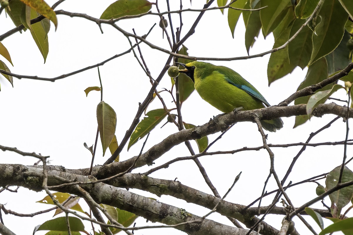 Borneo Yaprakkuşu - ML637061862