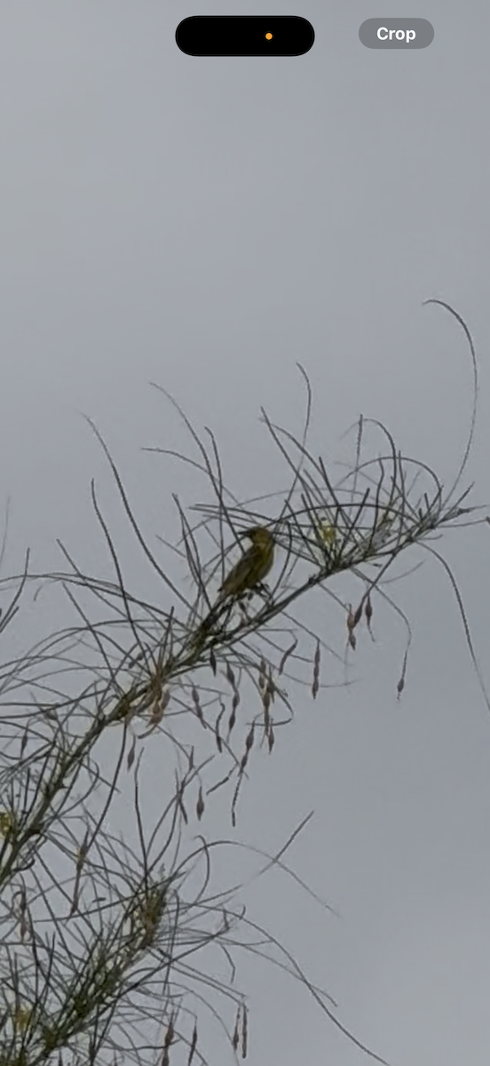 Orchard Oriole - ML637061925