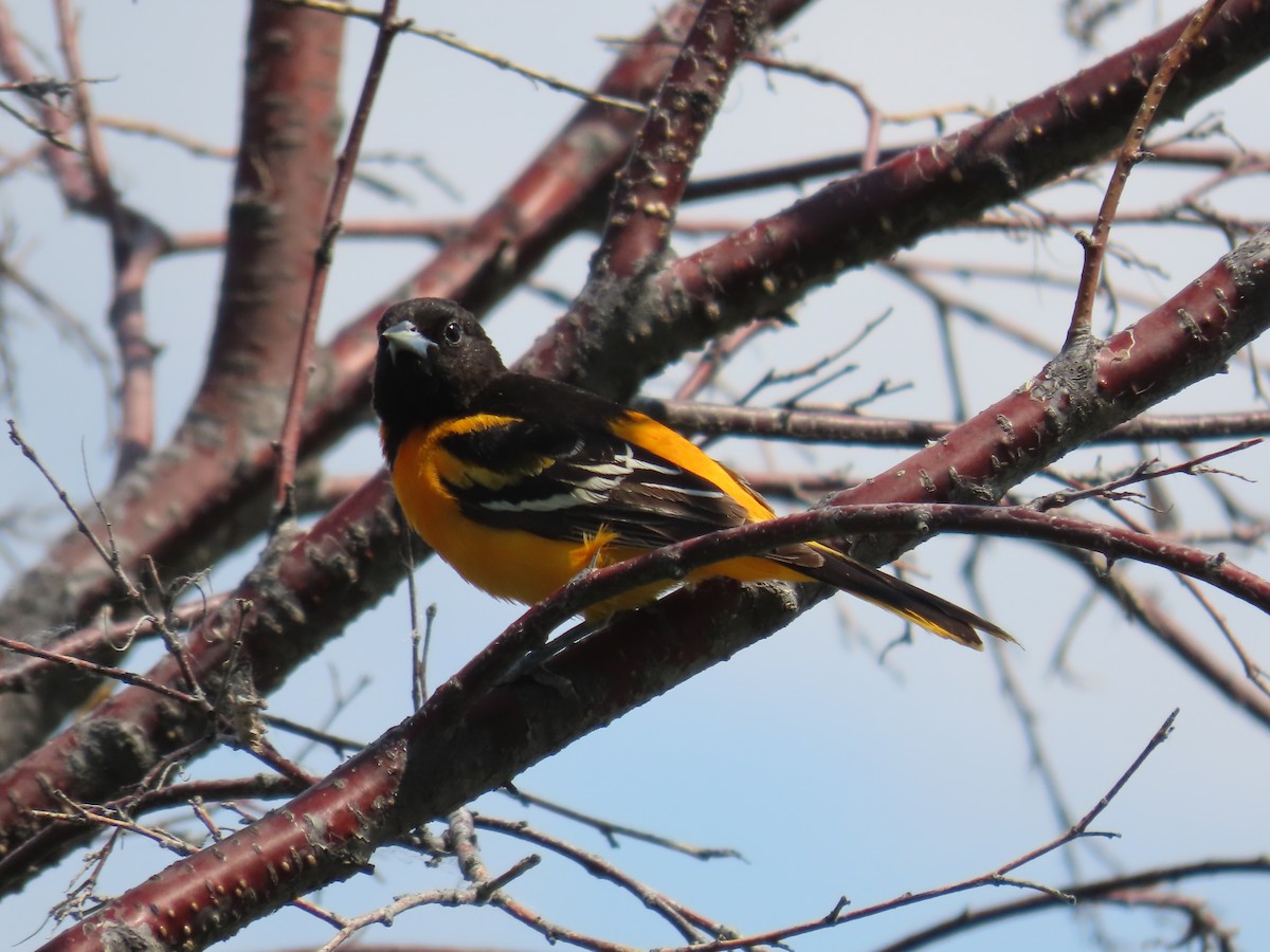 Baltimore Oriole - ML637061986