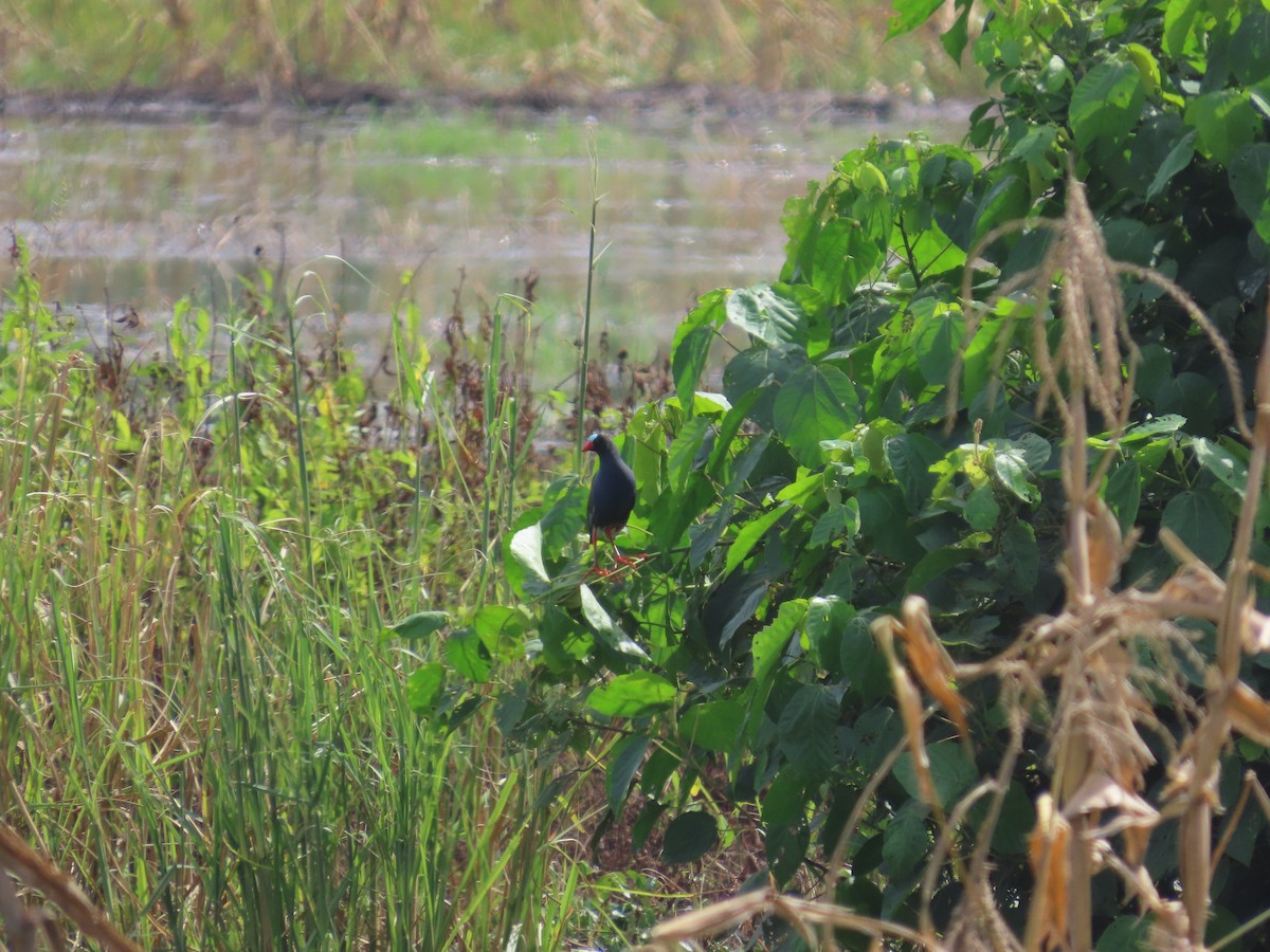 Allen's Gallinule - ML637062020