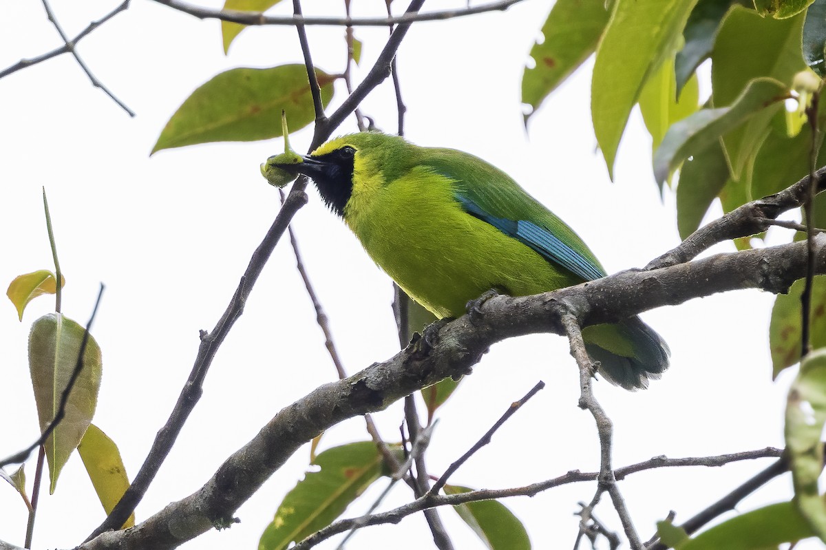 Borneo Yaprakkuşu - ML637062041