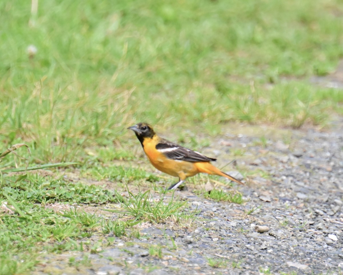 Baltimore Oriole - ML637062043