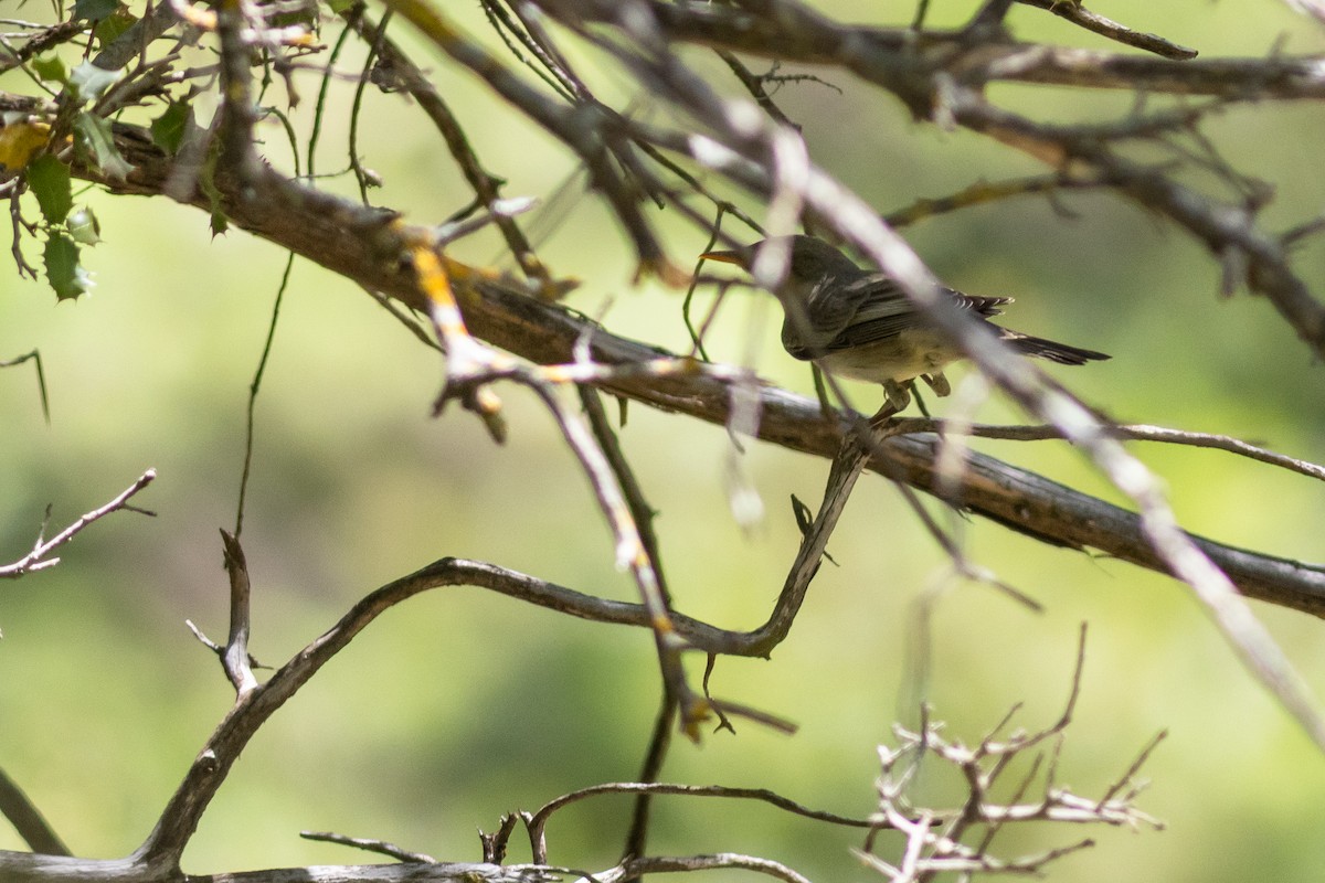 Olive-tree Warbler - ML637062095