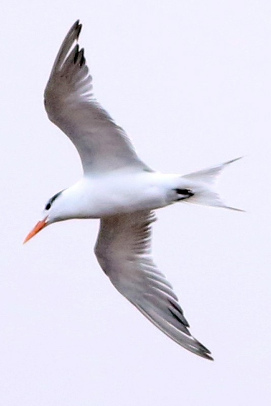 Royal Tern - ML63706211