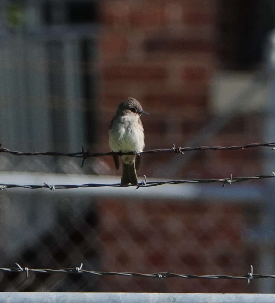 Western Wood-Pewee - ML637062242