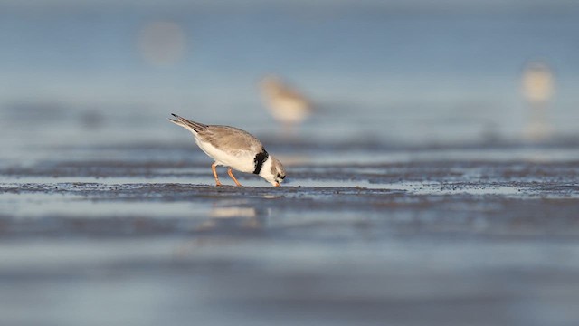 Piping Plover - ML637062281