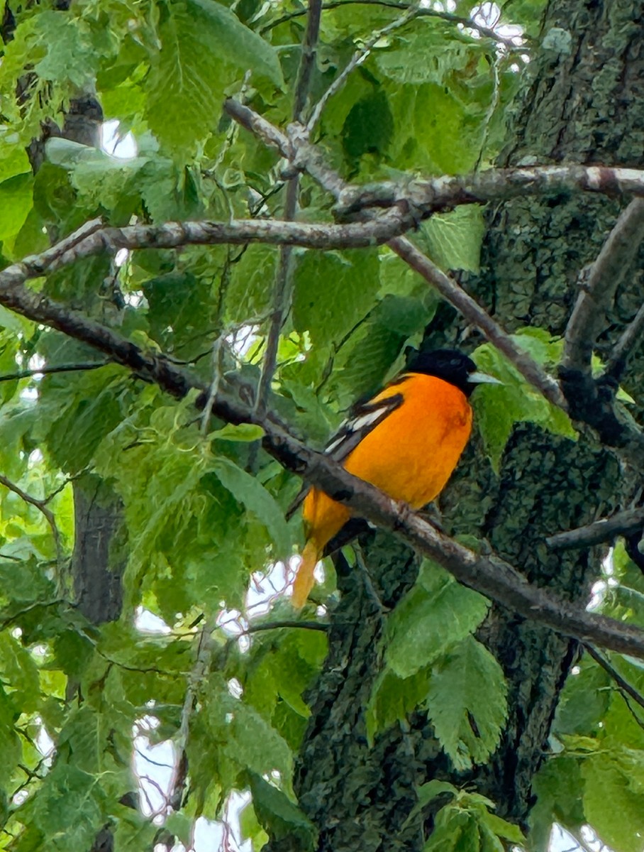 Baltimore Oriole - ML637062317