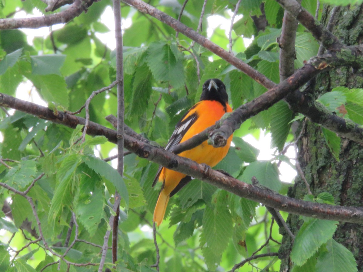 Baltimore Oriole - ML637062318