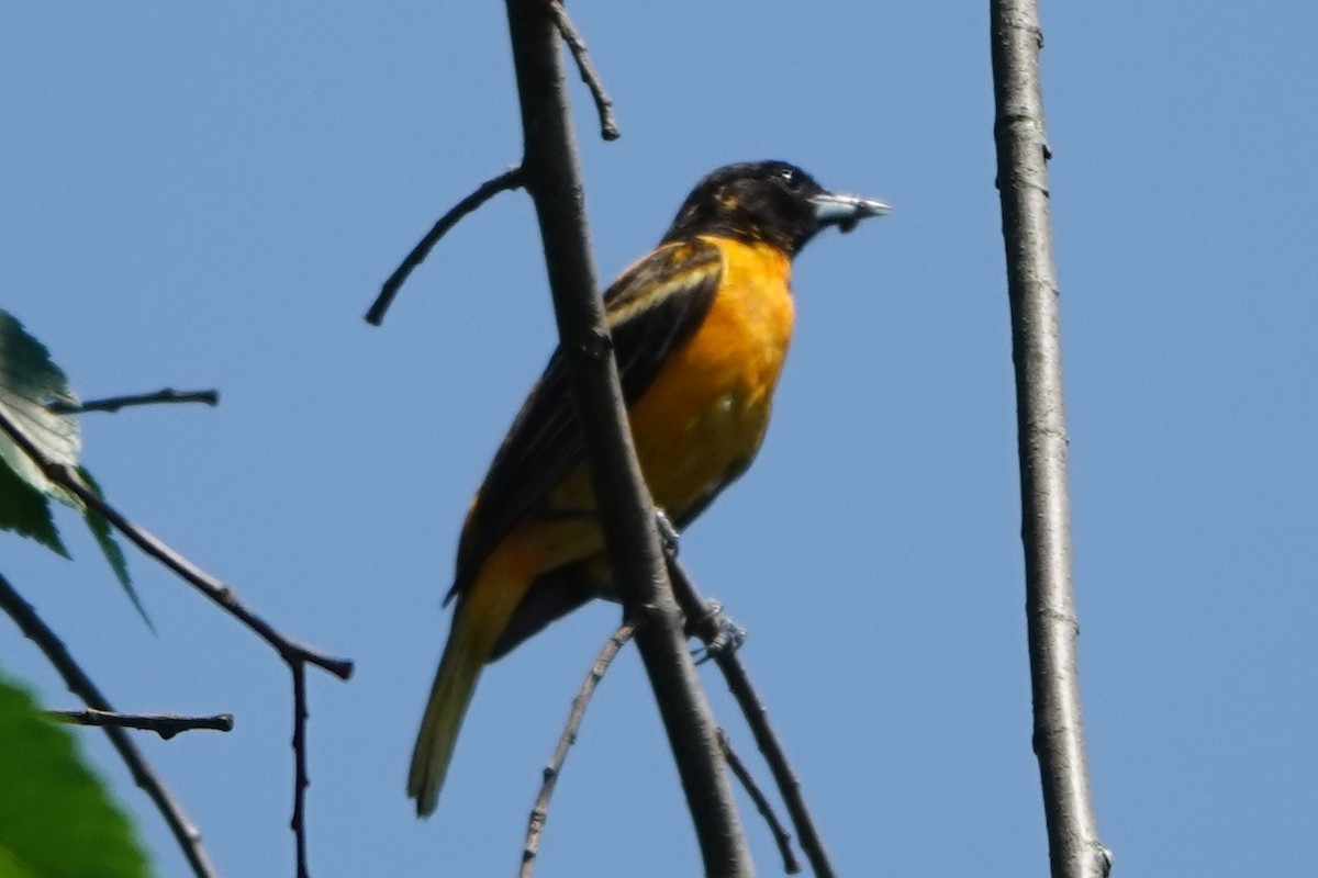 Baltimore Oriole - ML637062324