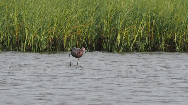 Reddish Egret - ML637062355