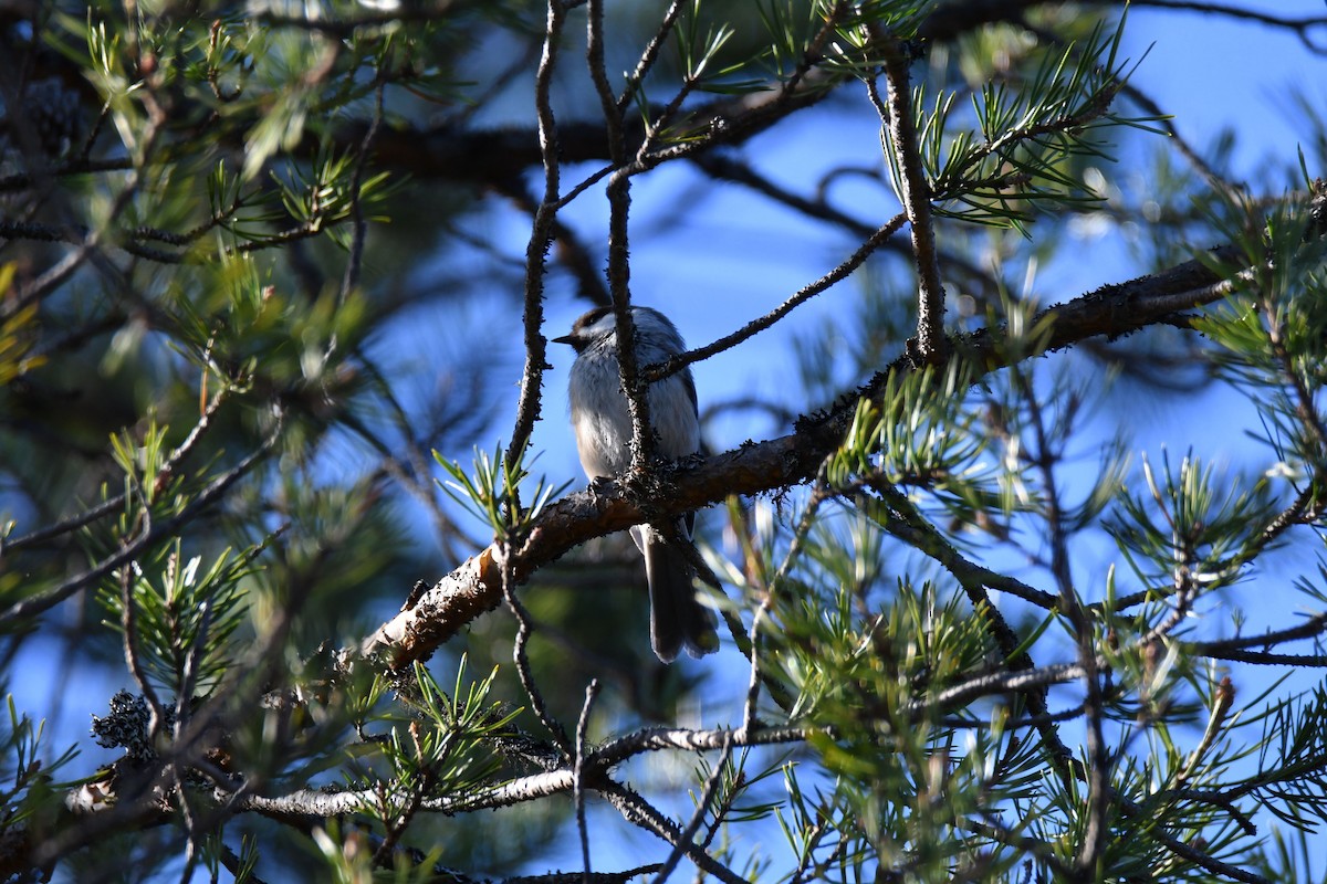 Gray-headed Chickadee - ML637062361