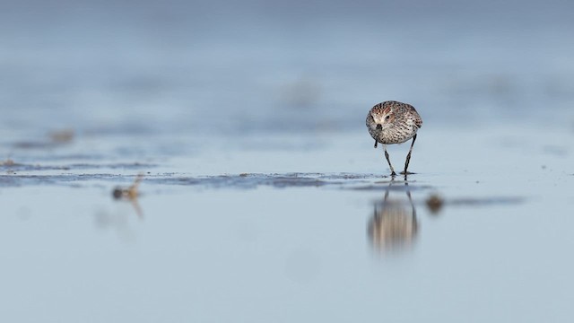 Alaska Kumkuşu - ML637062365