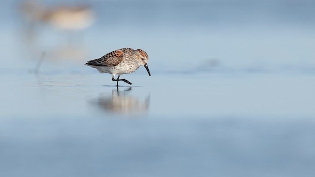 Alaska Kumkuşu - ML637062368
