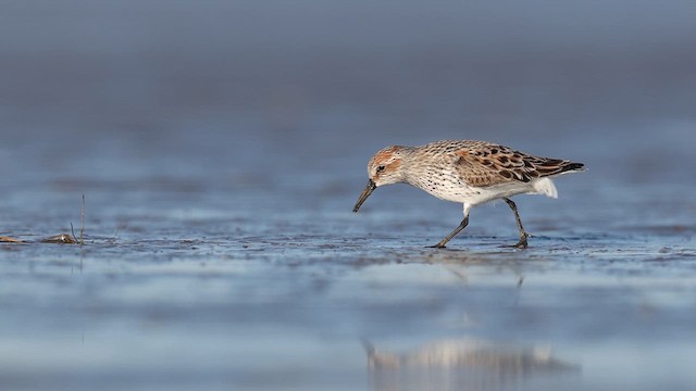 Alaska Kumkuşu - ML637062369