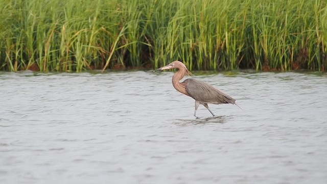 Reddish Egret - ML637062408