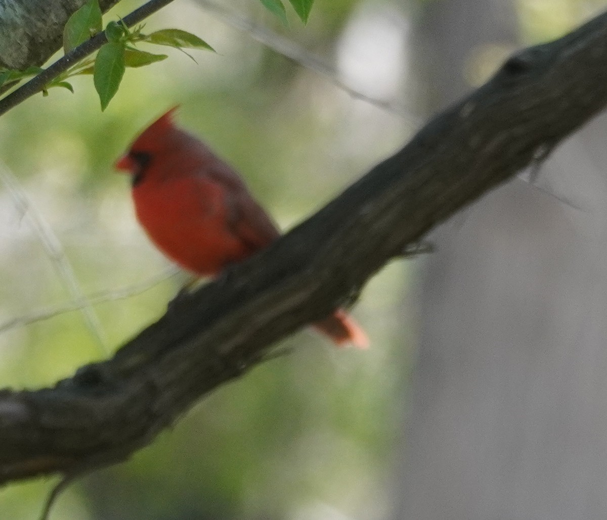 Northern Cardinal - ML637062422