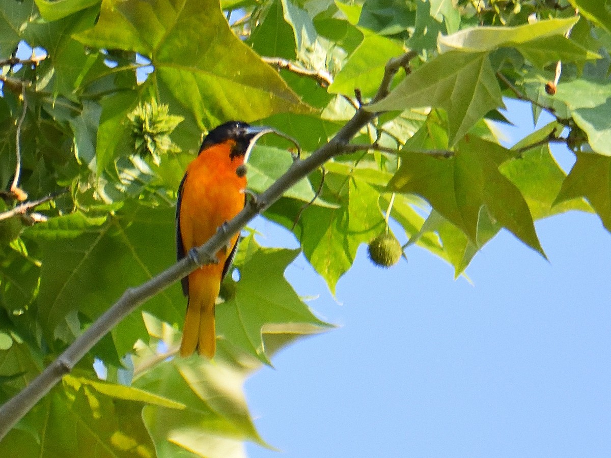 Baltimore Oriole - ML637062427