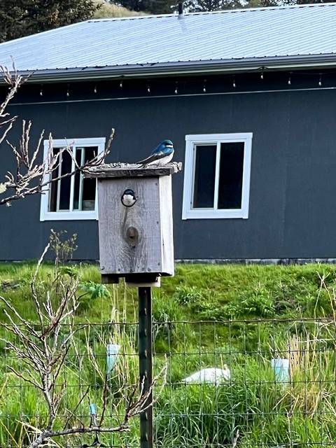 Tree Swallow - ML637062468