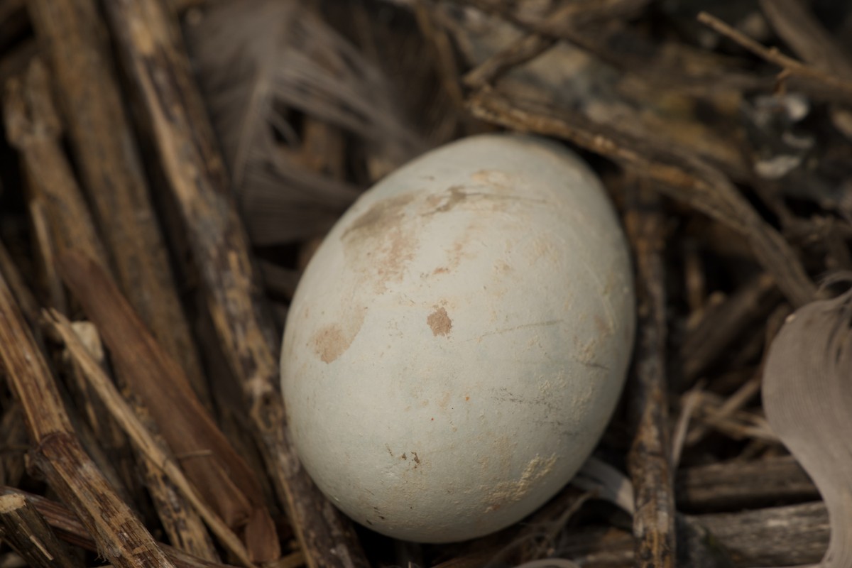 Double-crested Cormorant - ML637062600