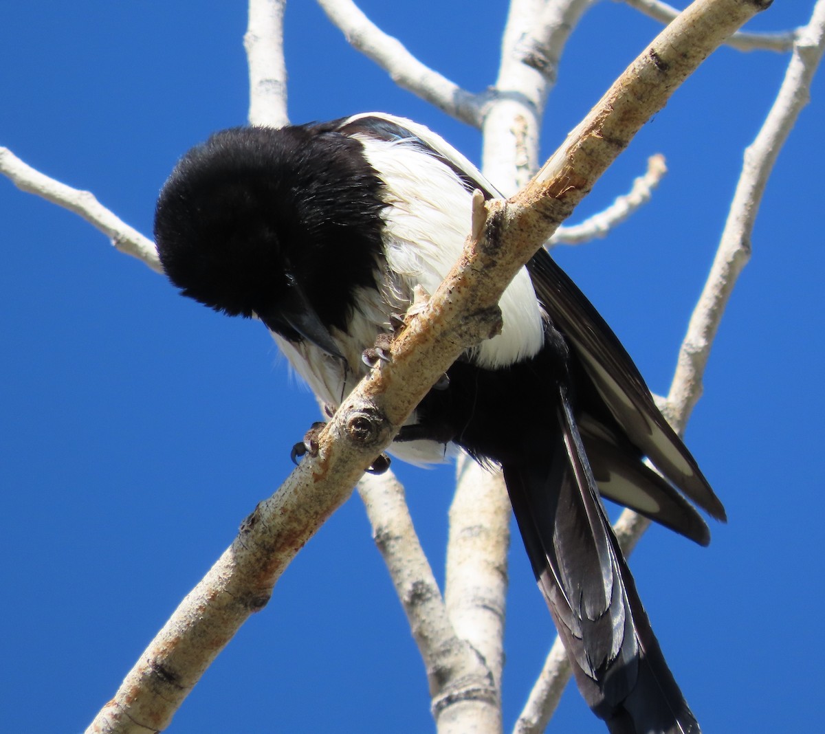 Black-billed Magpie - ML637062619