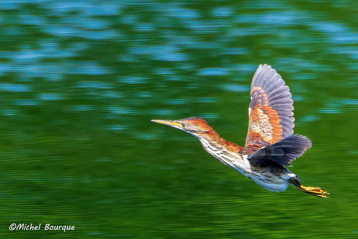 Least Bittern - ML637062626