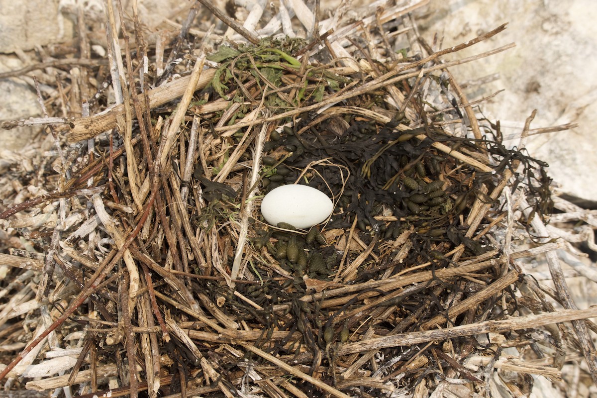 Double-crested Cormorant - ML637062649