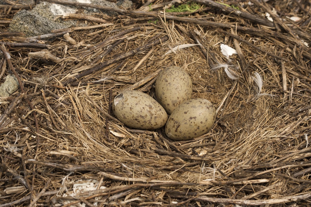 American Herring Gull - ML637062694