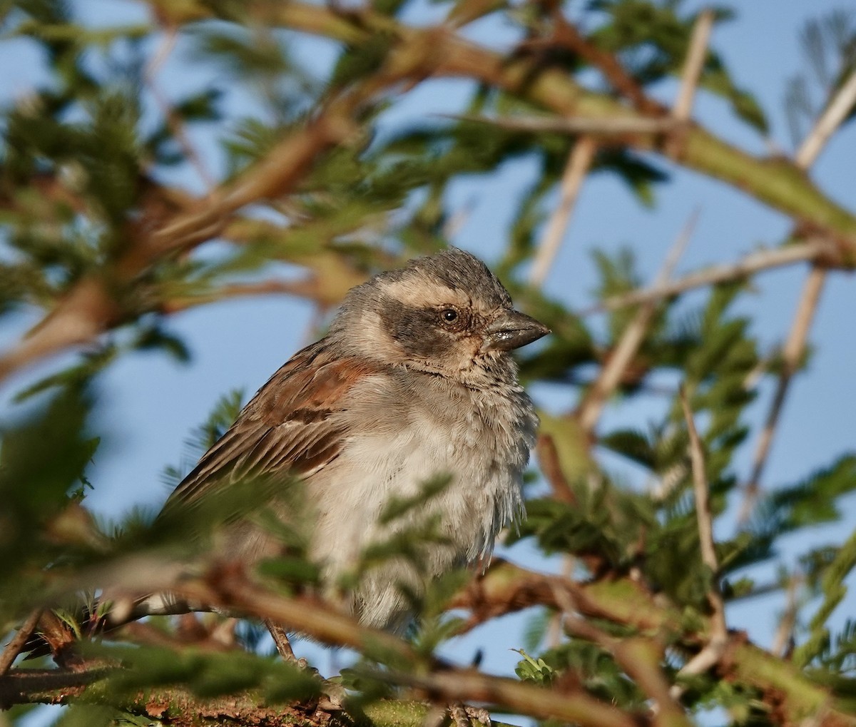 Kenya Rufous Sparrow - ML637062701