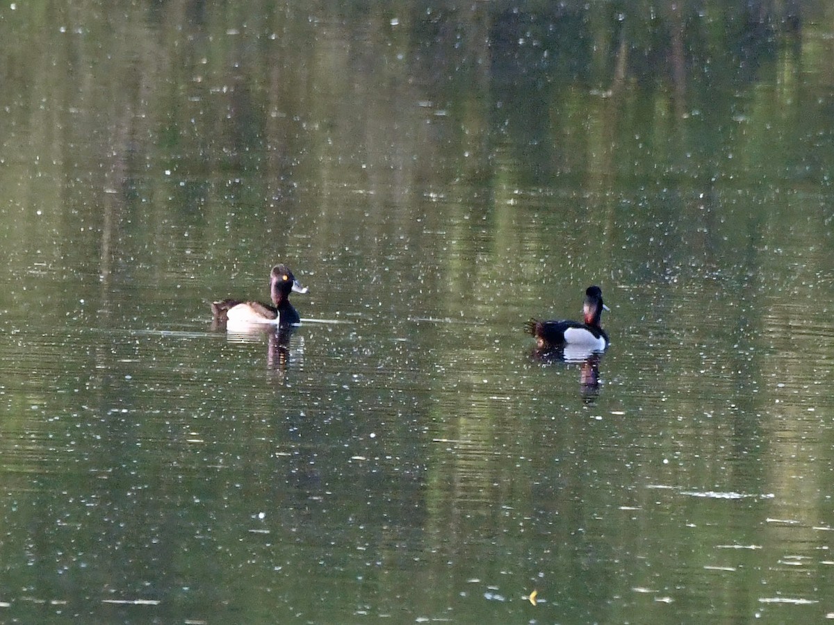 Ring-necked Duck - ML637062706