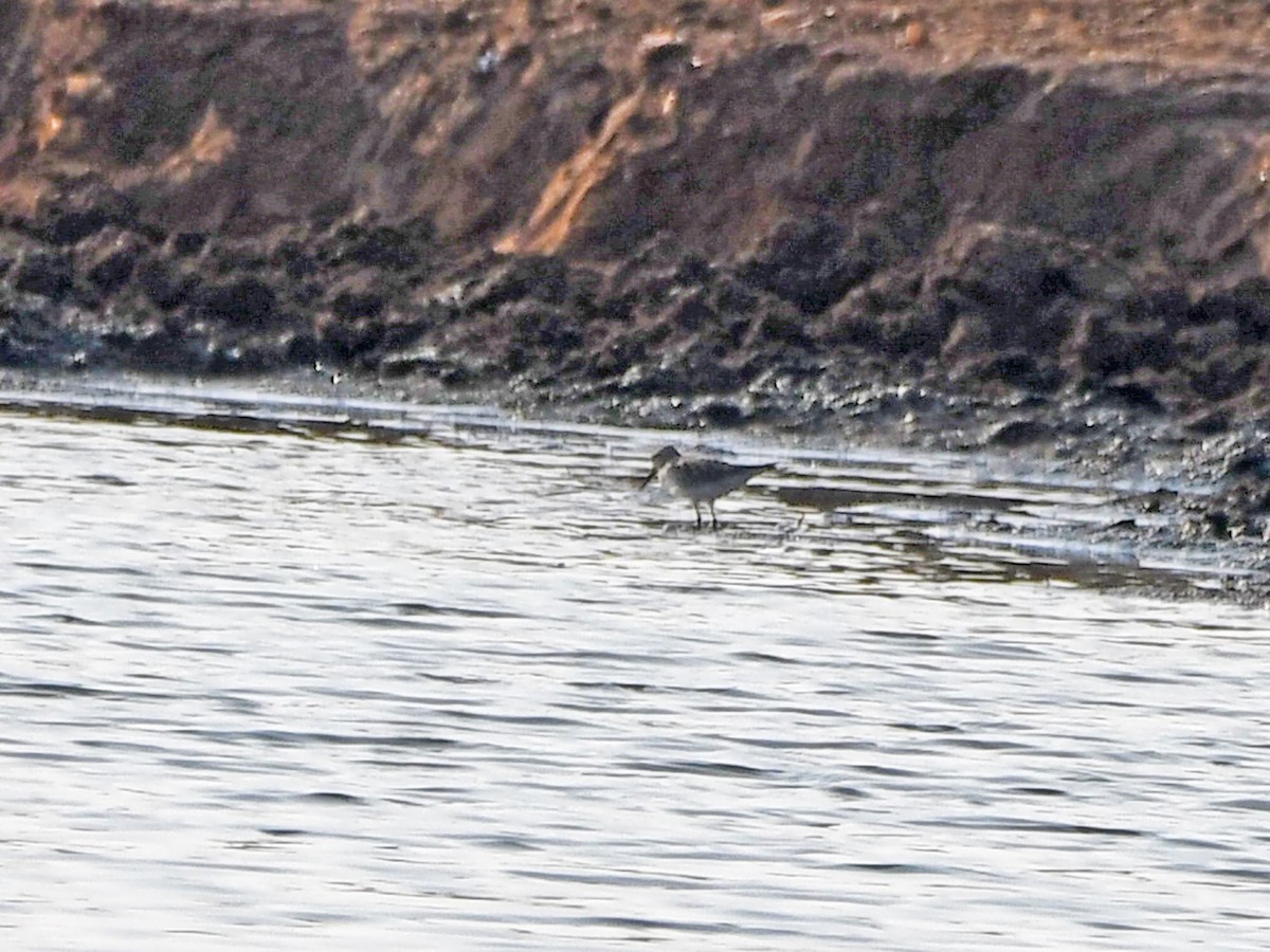 White-rumped Sandpiper - ML637062711