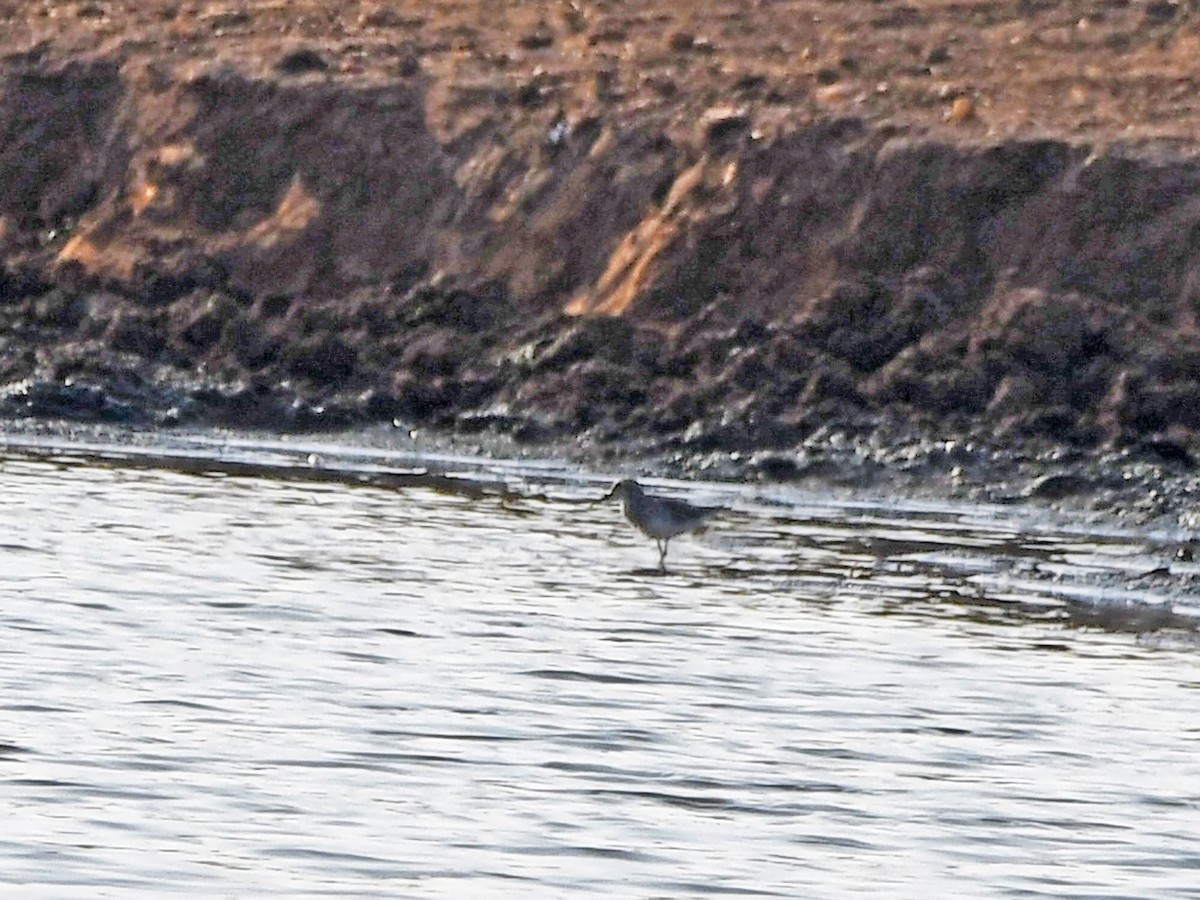 White-rumped Sandpiper - ML637062712