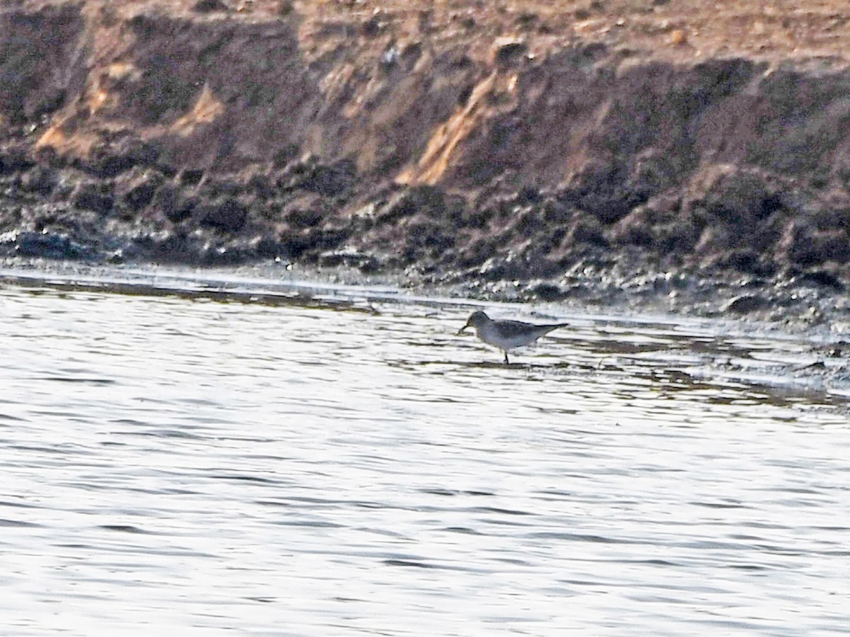 White-rumped Sandpiper - ML637062713