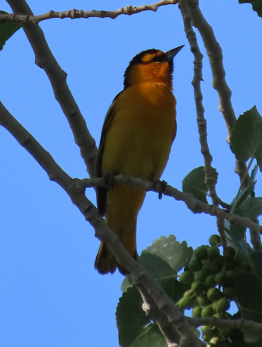 Bullock's Oriole - ML637062771