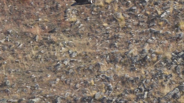 コンドル - ML637062954