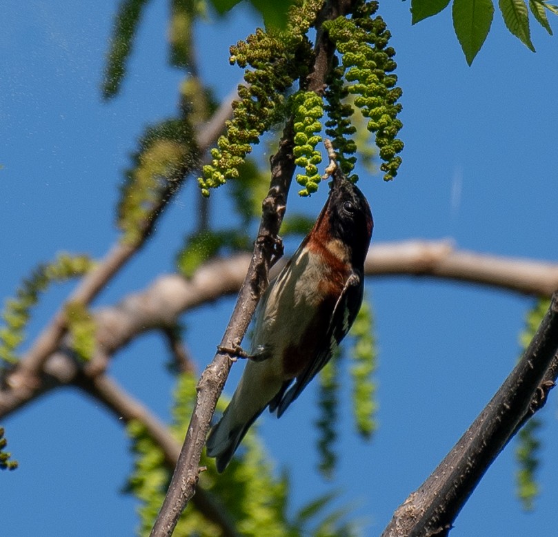 Bay-breasted Warbler - ML637062957