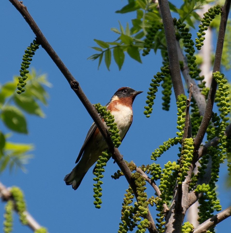 Bay-breasted Warbler - ML637062958