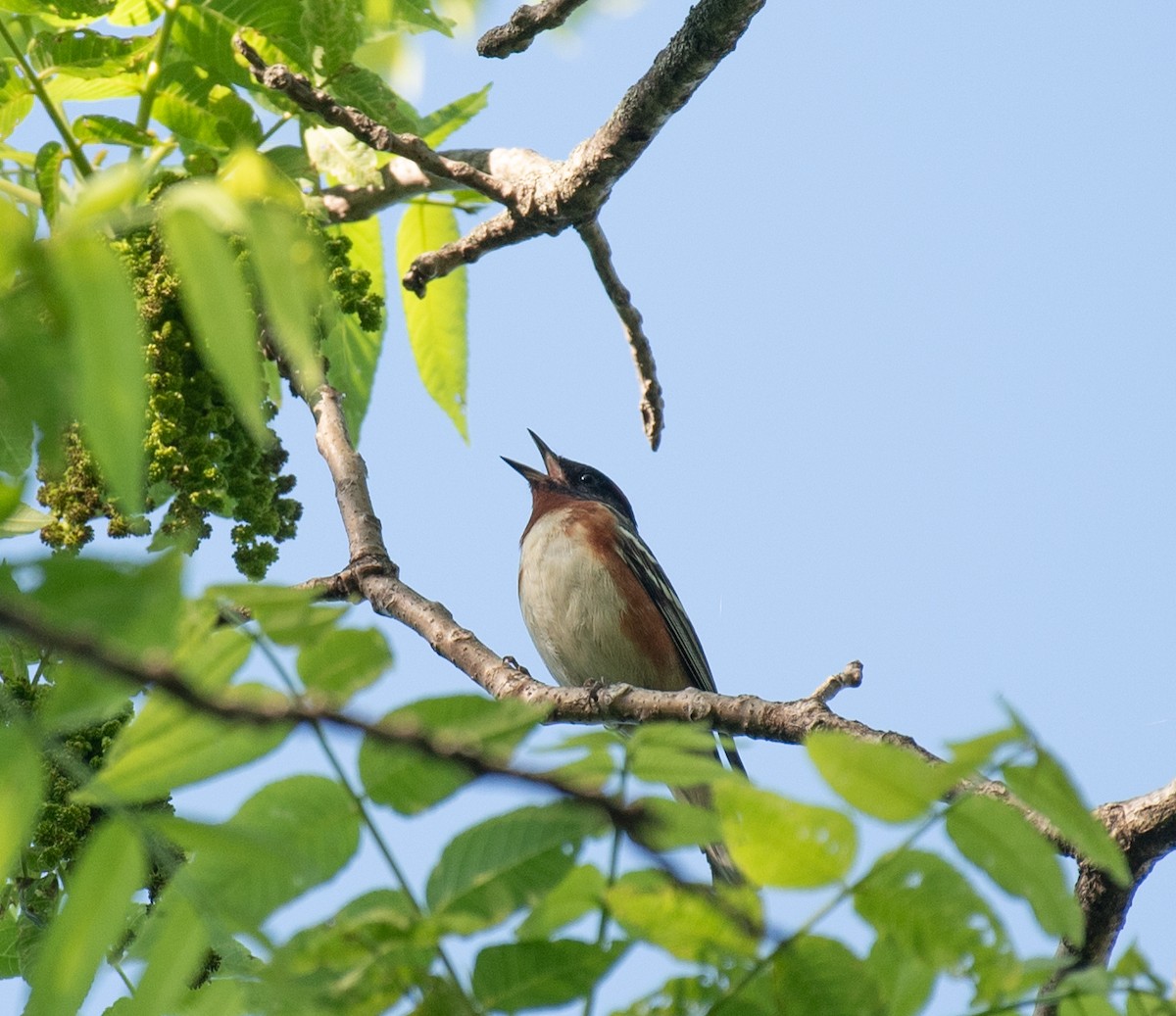 Bay-breasted Warbler - ML637062959