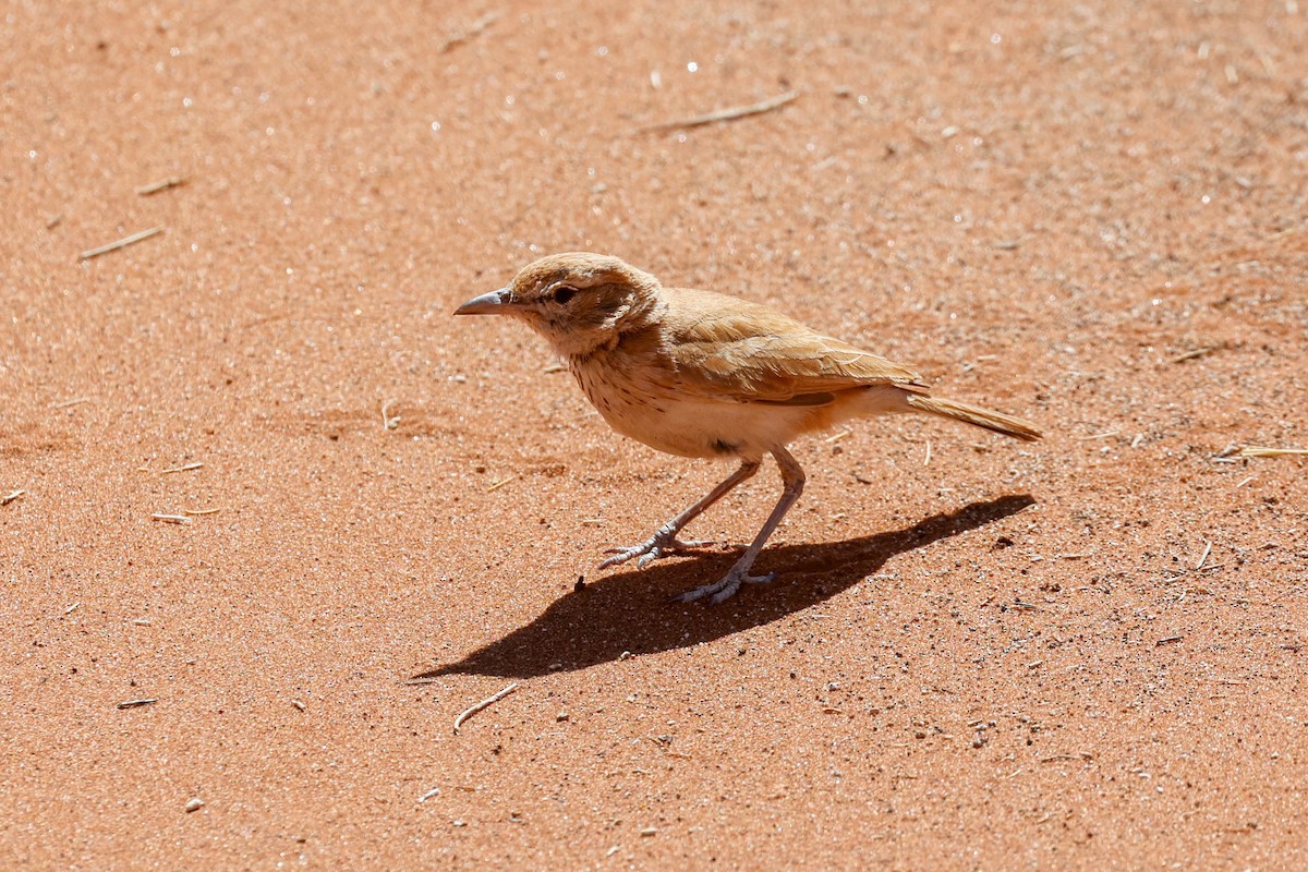 Dune Lark - ML637062976