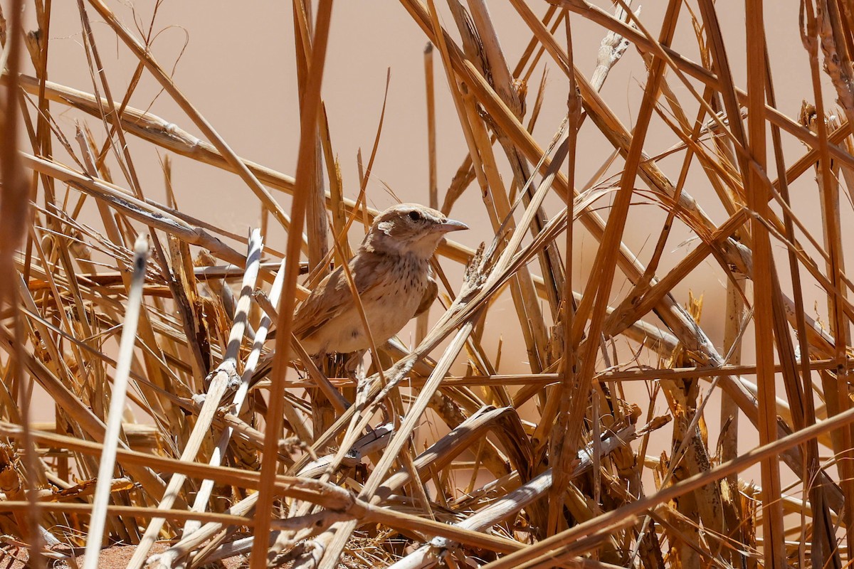 Dune Lark - ML637062987