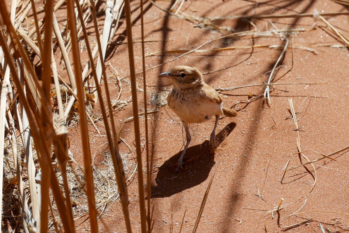 Dune Lark - ML637062988