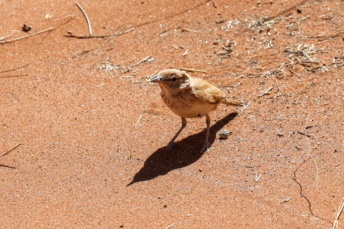 Dune Lark - ML637062990