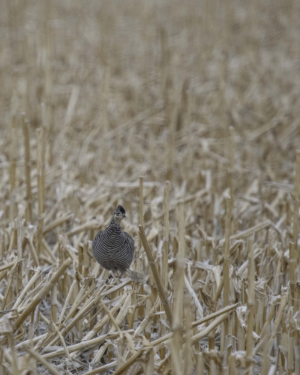 Greater Prairie-Chicken - ML637063099