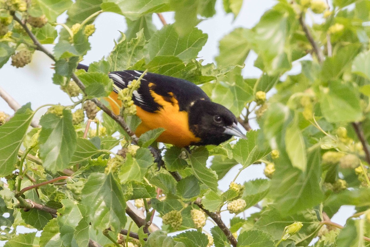 Baltimore Oriole - ML637063107