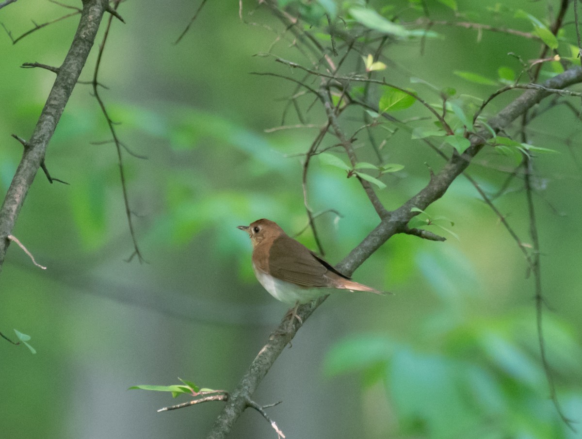 Veery - ML637063134