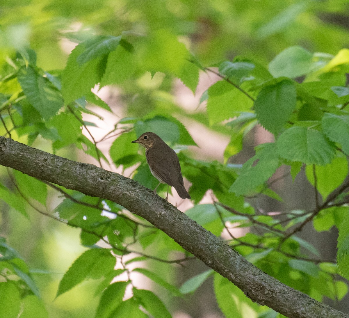 Swainson's Thrush - ML637063139