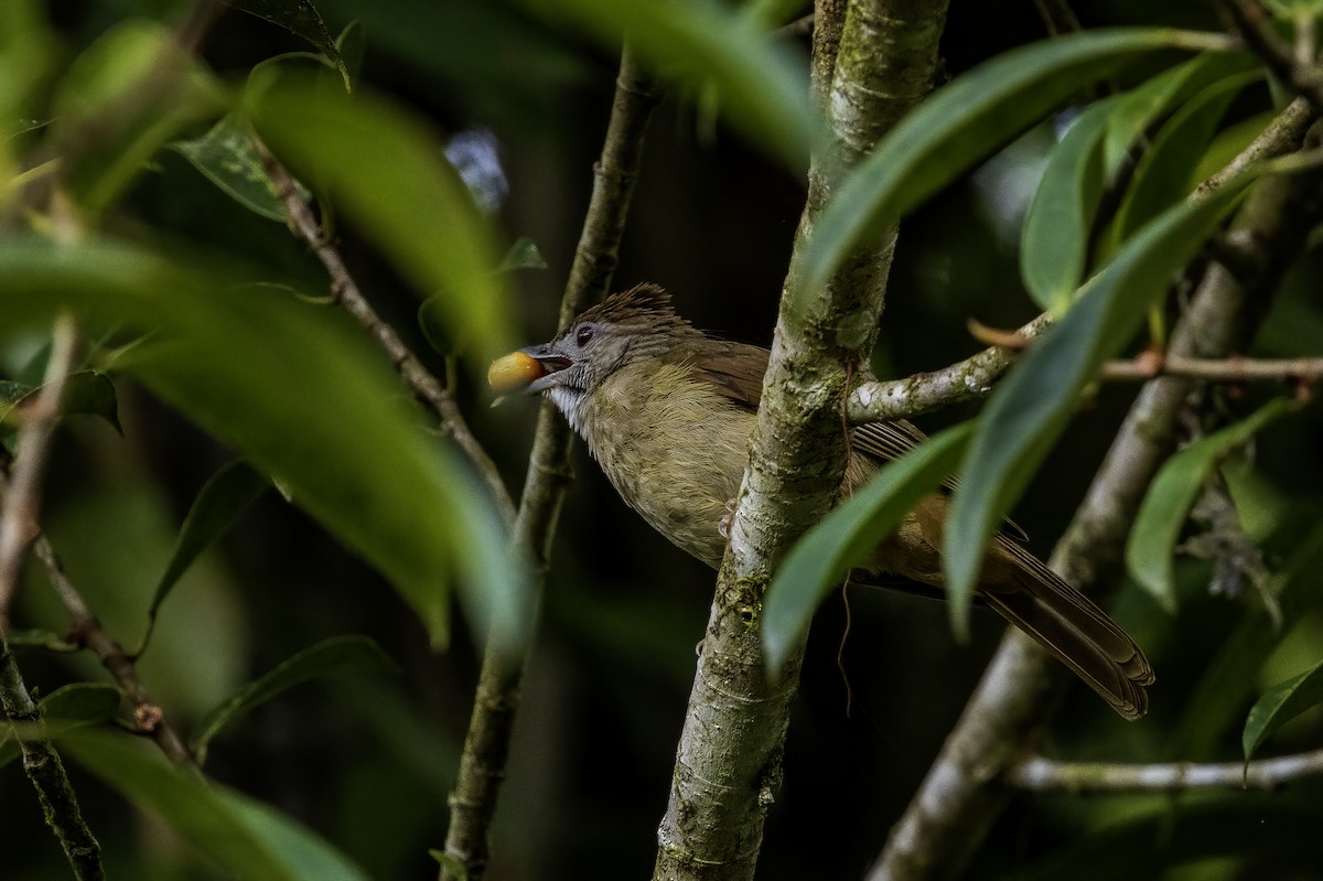 Gray-cheeked Bulbul - ML637063168